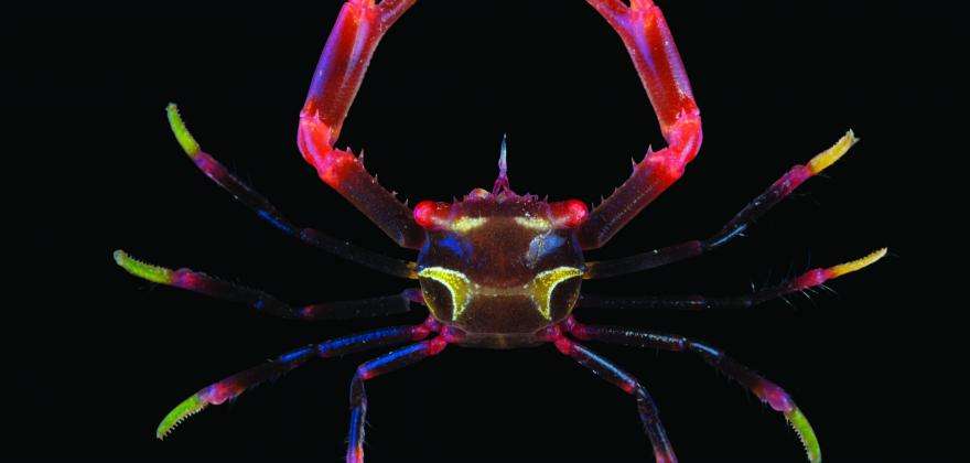 Ocean; an Unusual Dive – Grand Gallery of Evolution