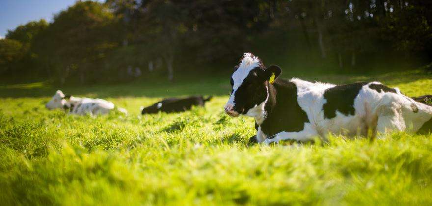 The return of the Paris International Agricultural Show